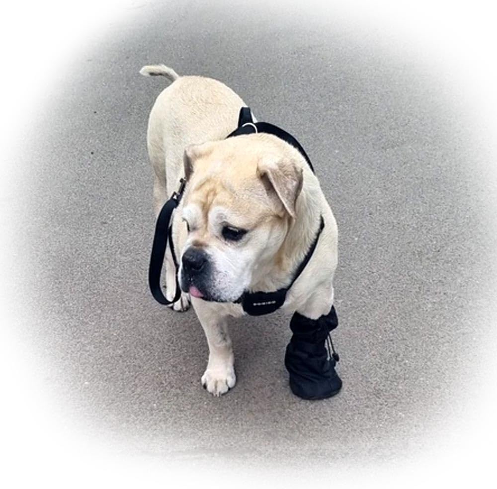 Waterproof Dog Paw Wound Recovery Boot Bandage Cover Protector, L