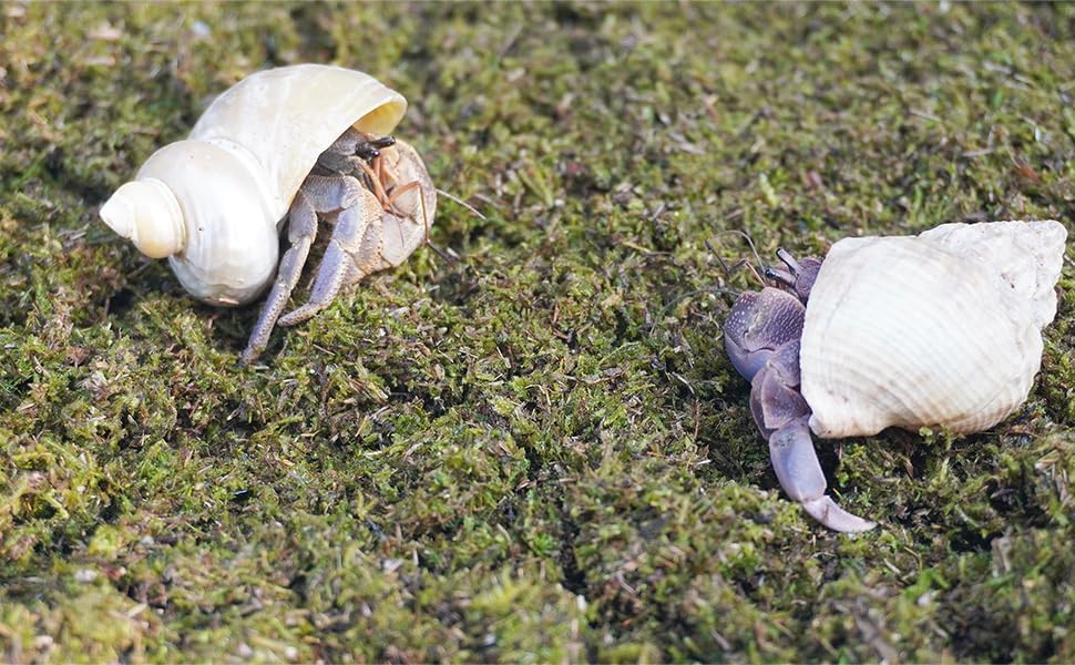 3.5oz Hermit Crabs Substrate