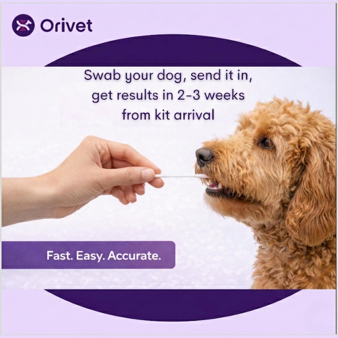 ORIVET GenoPet Dog DNA Test, 365+ Breeds, Health, Ancestry