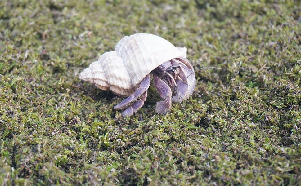 3.5oz Hermit Crabs Substrate