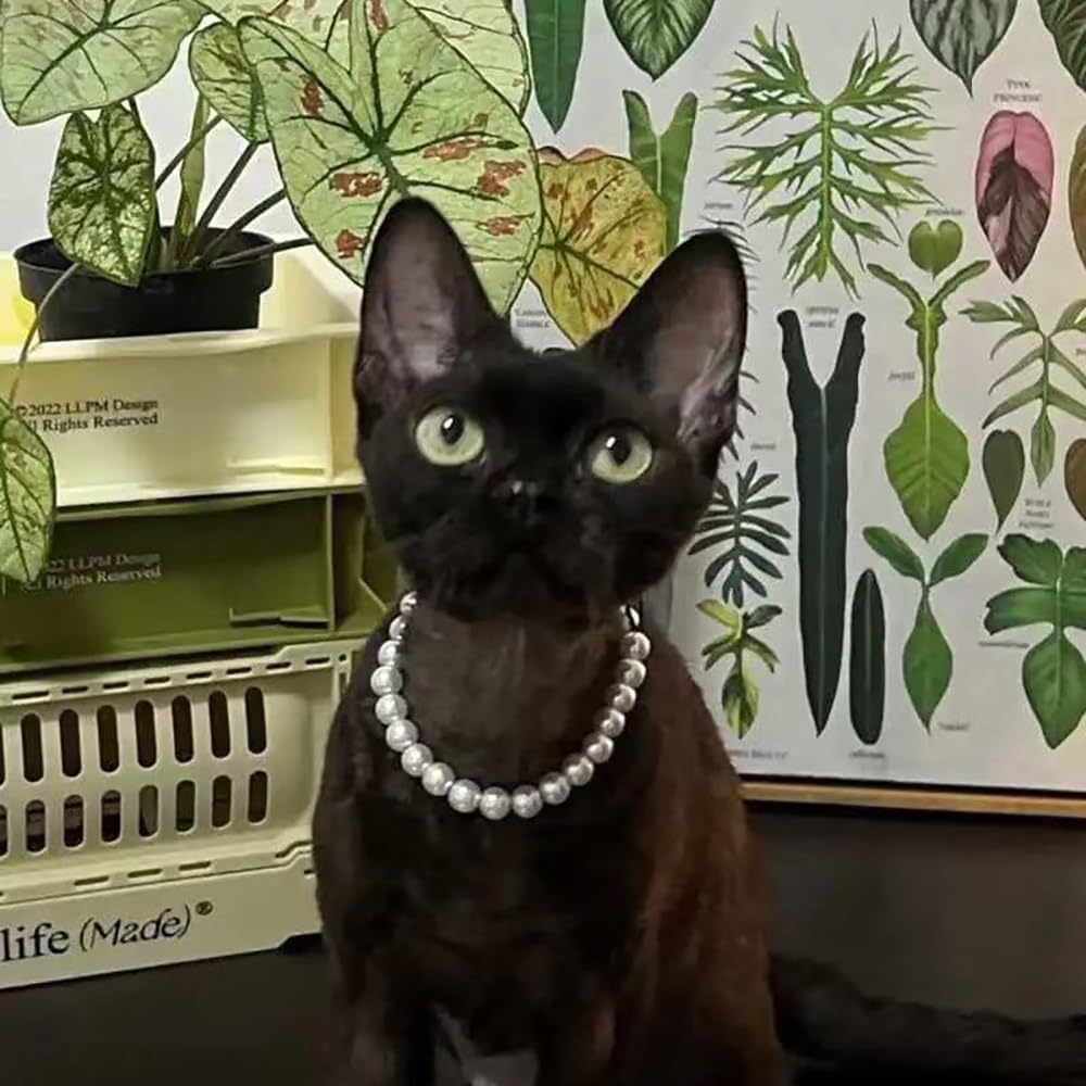 Cat Pearl Necklace, Small Dog Teddy Necklace Jewelry Chihuahua York