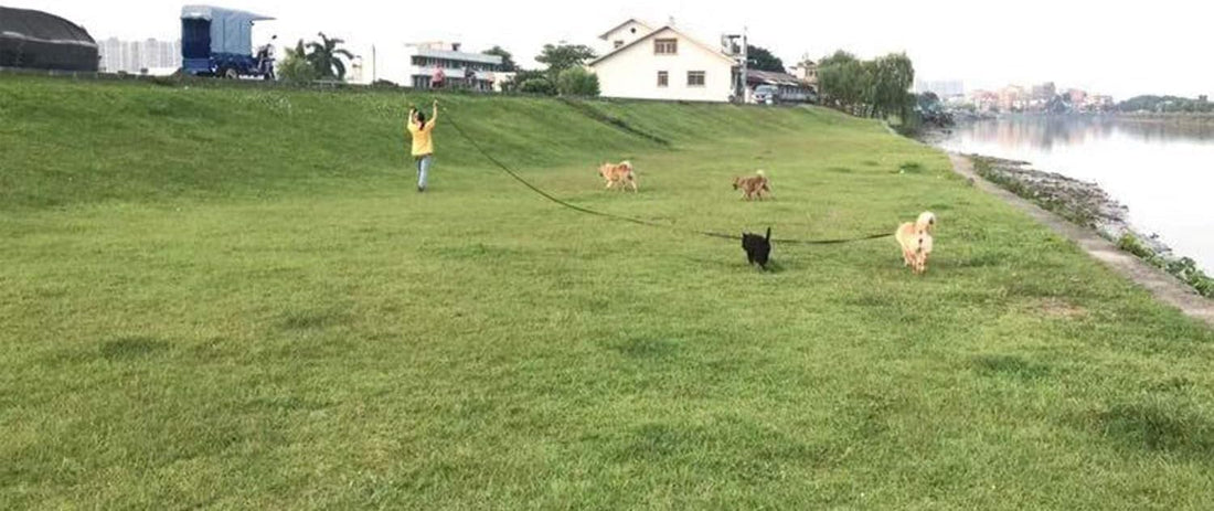 AMAGOOD Dog Leashes for Large