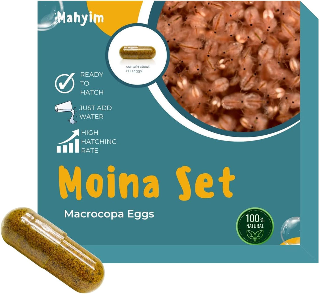 Two Capsule Moina MACROCOPA Water FLEA Eggs Alive Fresh
