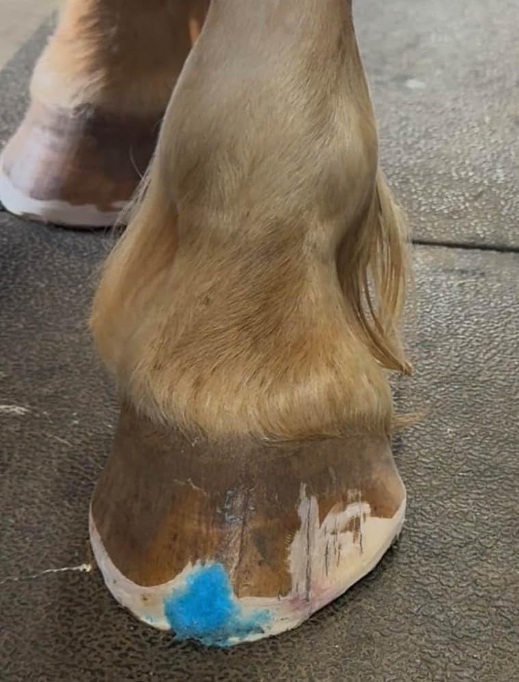 Pro Packing Paste Topical Horse Hoof Care 8oz
