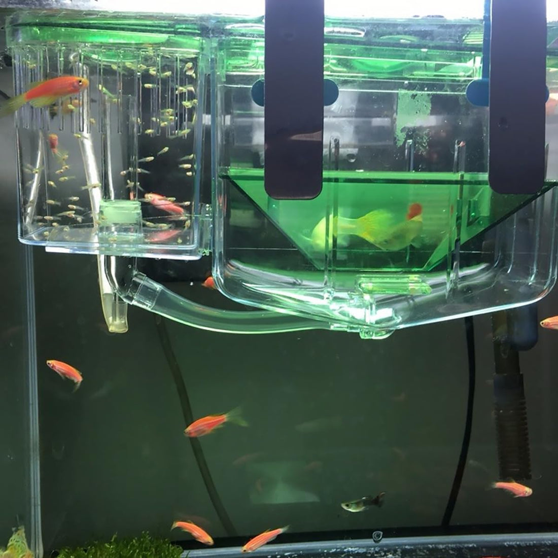 3pcs Box Aquarium Breeding Tank Isolated Breeding Tank Fish Hatching