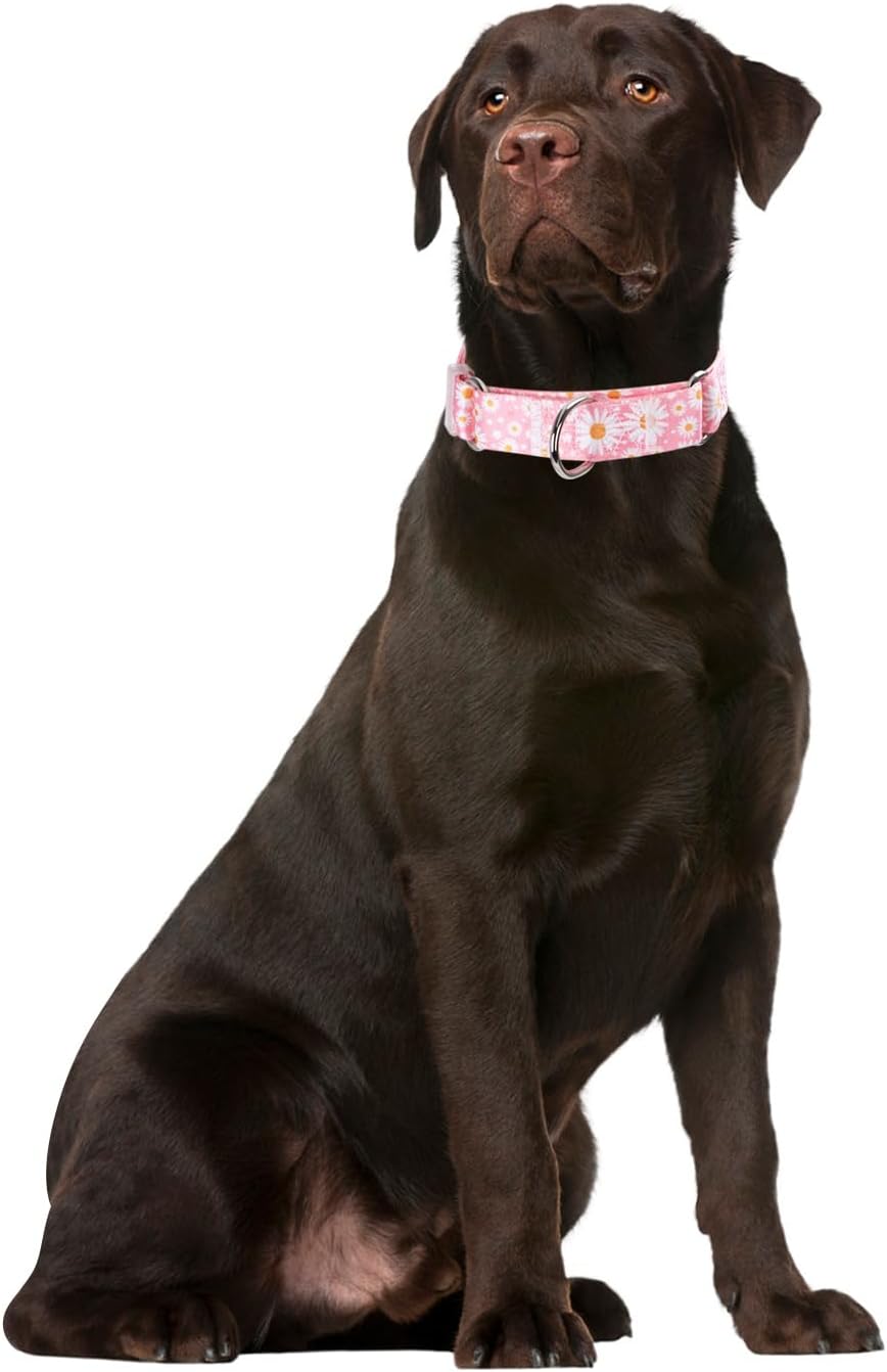 Martingale Collar for Dogs, No-Slip Escape Proof Choke No Pull Cinch