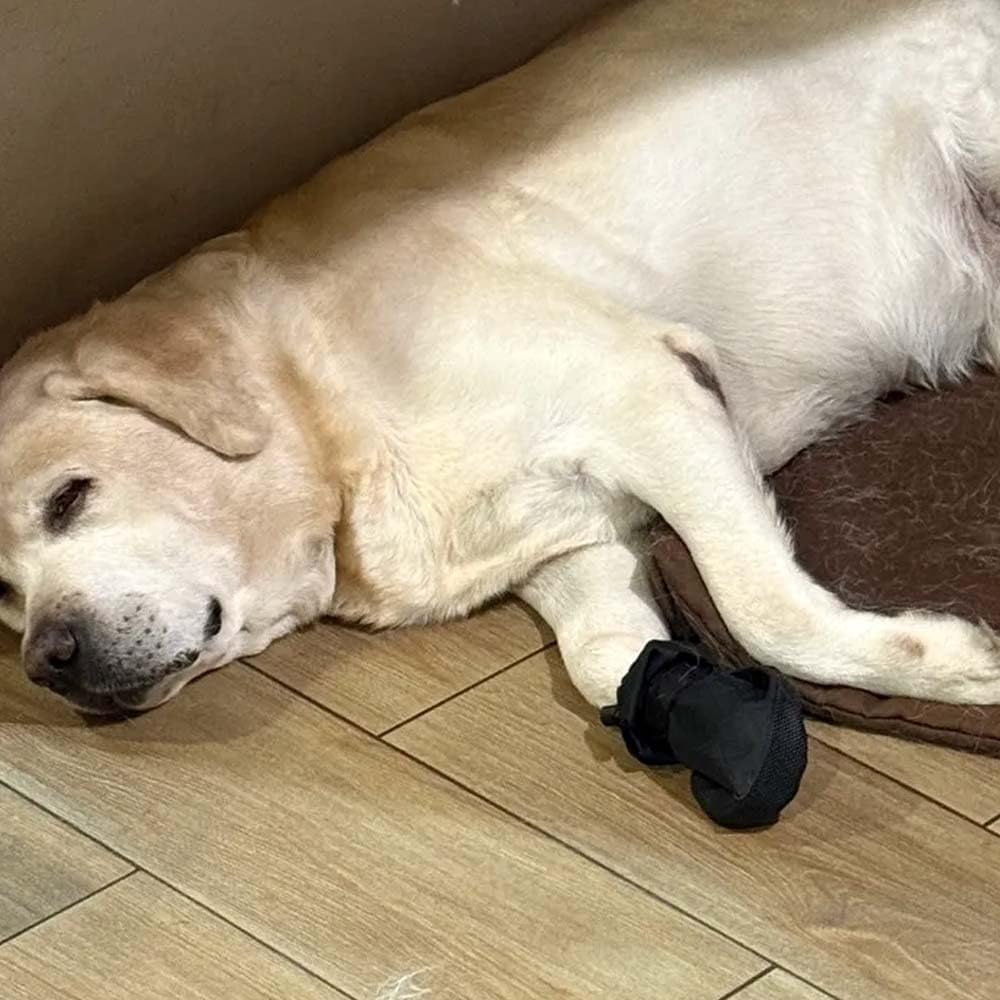 Waterproof Dog Paw Wound Recovery Boot Bandage Cover Protector, L
