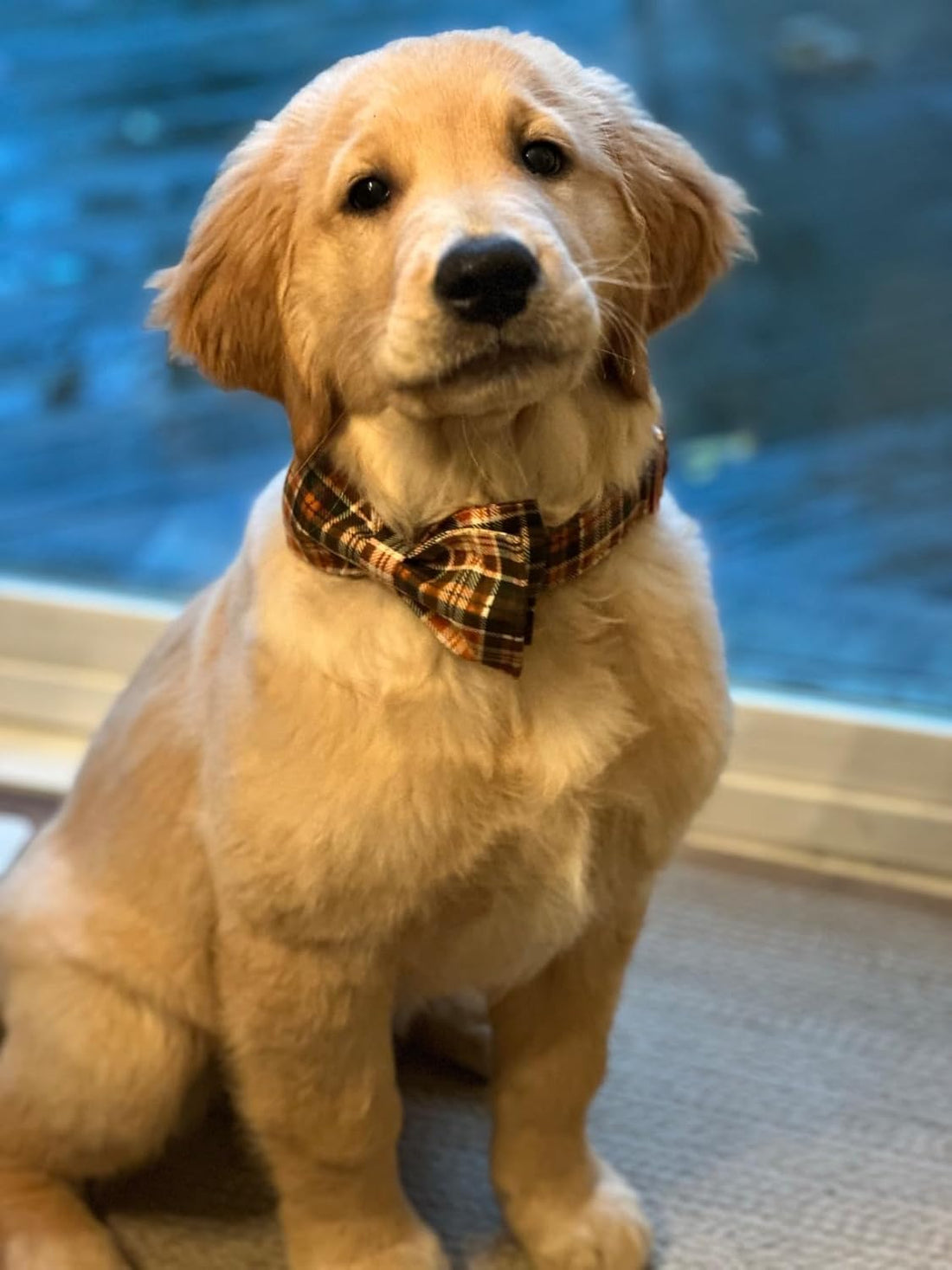 Lionet Paws Halloween Dog Collar with Bowtie