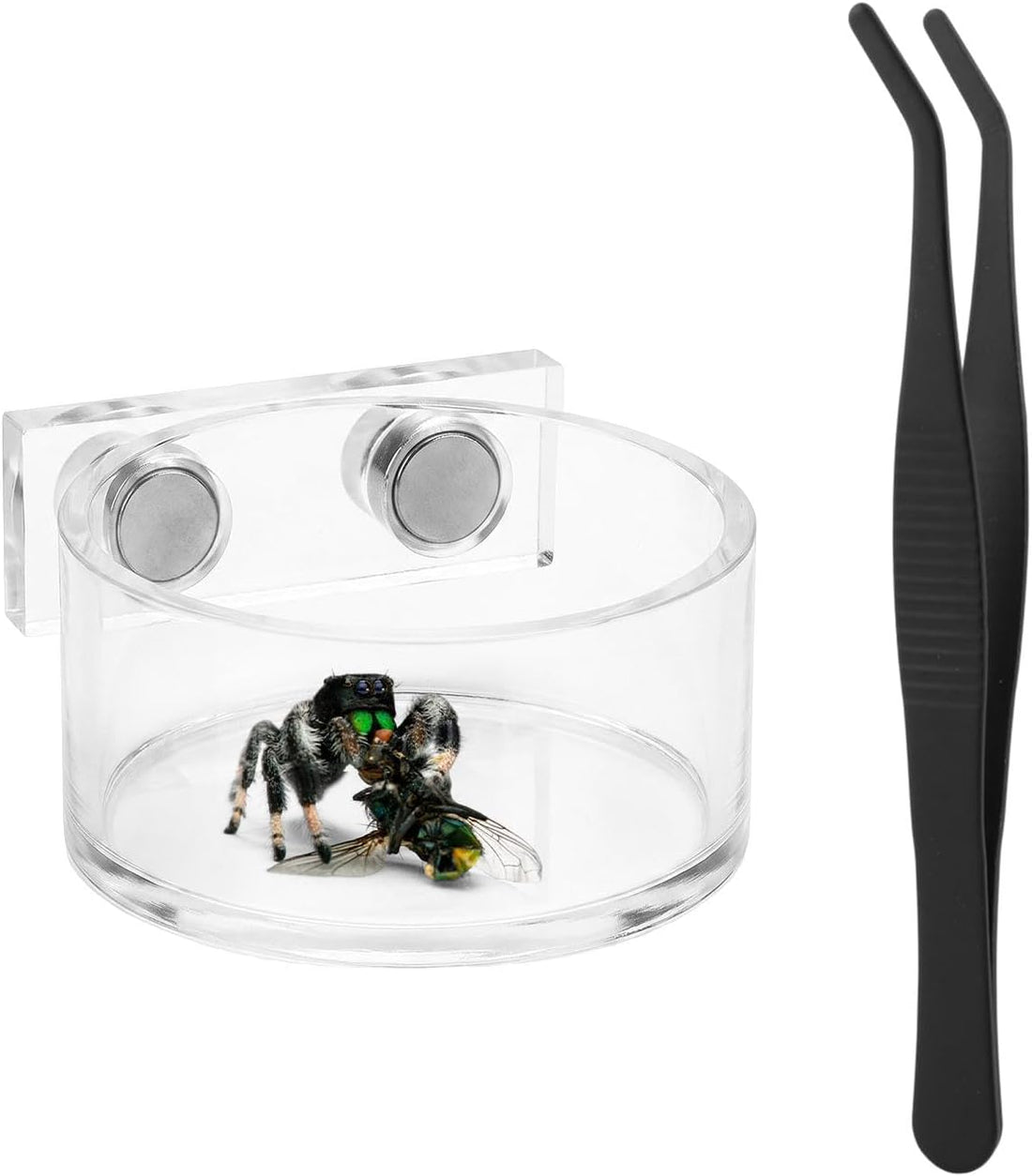 Jumping Spider Feeding Dish Set