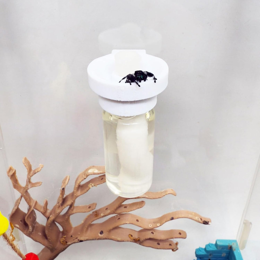 Jumping Spider Water Dispenser