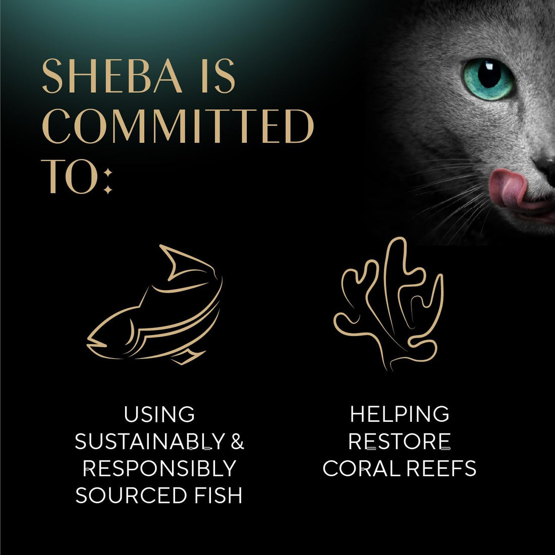 Sheba Selections Filets in Broth, Adult Cat Food Wet Recipe