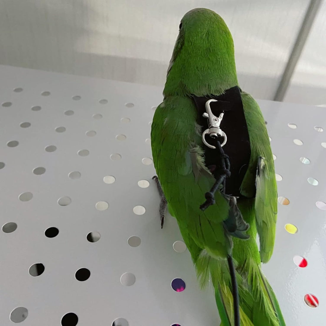 Bird Flight Harness Vest, Parrot Flight Suit with Leash for Parakeets