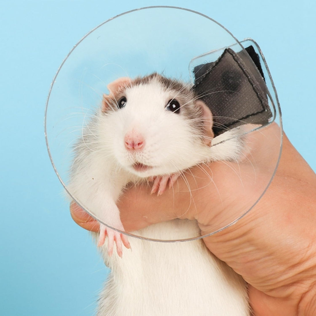 Sugar Glider Recovery Cone - Adjustable Protection Collar Soft