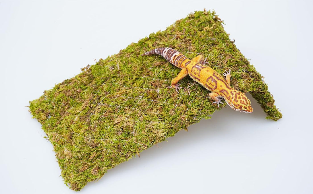 Reptile Moss Climbing Wall for Leopard Gecko