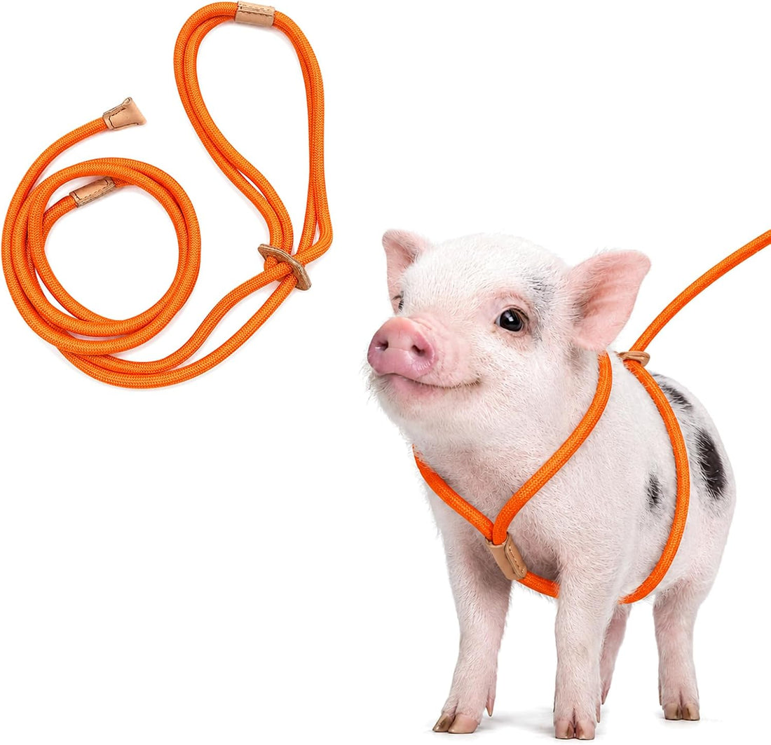 Pig Harness and Leash for Mini Pig, Goat