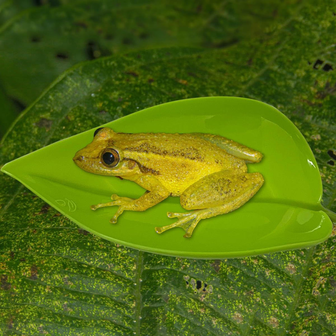 KVZVK 2Pcs Tree Frog Tank Leaf Decorations,Leaf Shape Basking