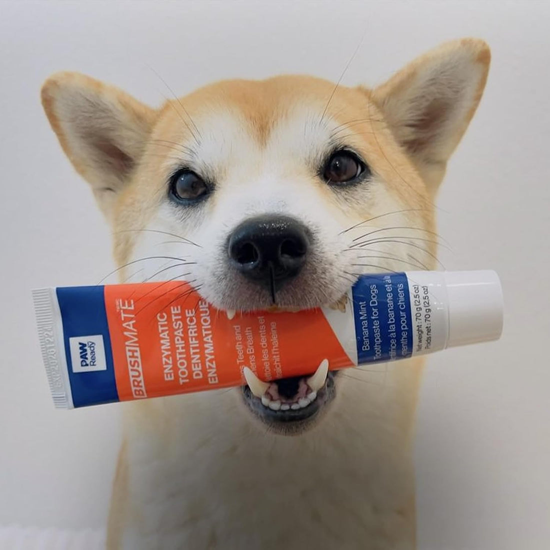Paw Ready from Doggy Breath to Doggy Fresh Dog Dental Care Enzymatic