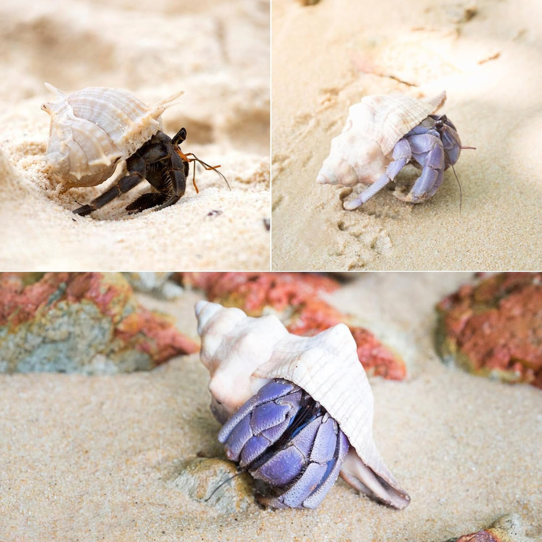 SINKOO 6PCS Hermit Crab Shells Medium to Large