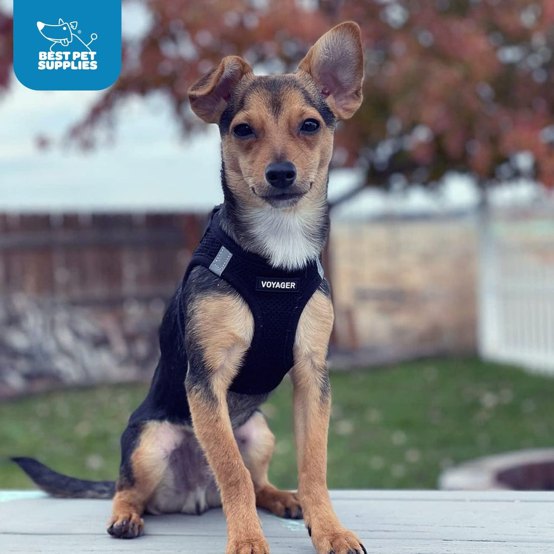 Best Pet Supplies - All Weather Mesh / Plush, Reflective