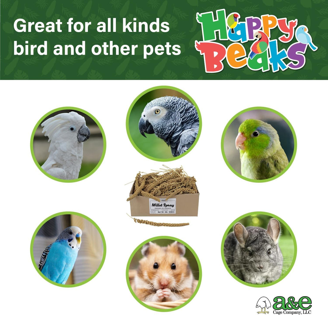 A&E Cage Co AE9054 Premium French Spray Millet for Birds