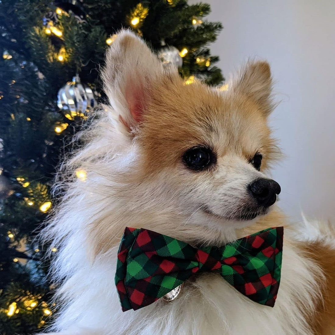 Huxley & Kent Pet Bow Tie for Dogs & Cats, Scottish Check