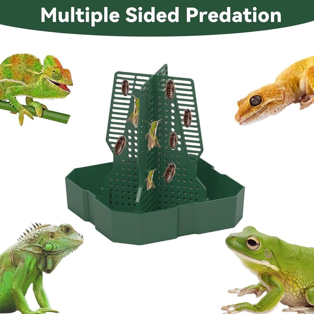 Chameleon Feeder Bearded Dragon Feeder for Mounted Insect(Medium)