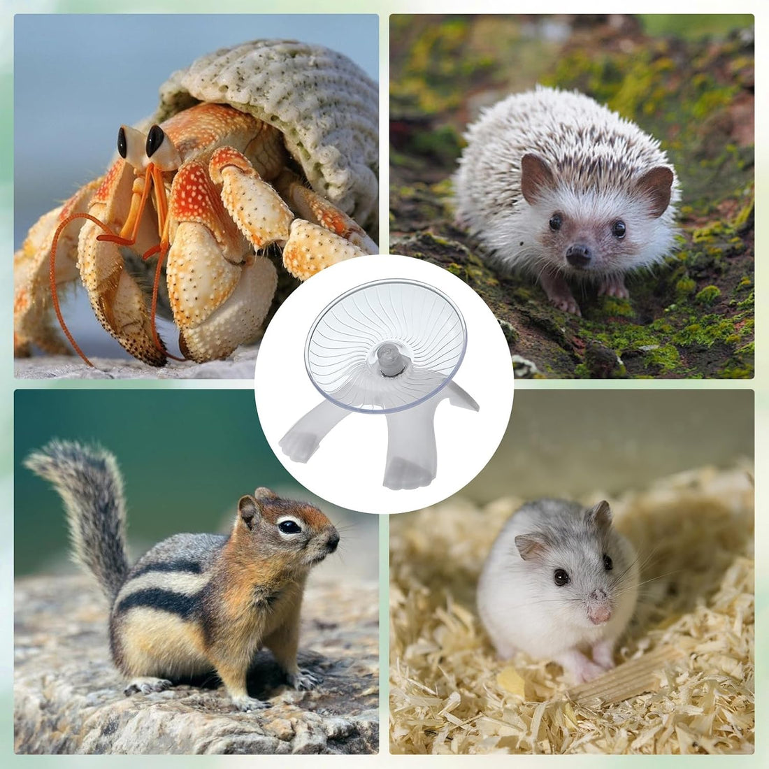 Hermit Crab Wheel Silent Running Exercise Wheel