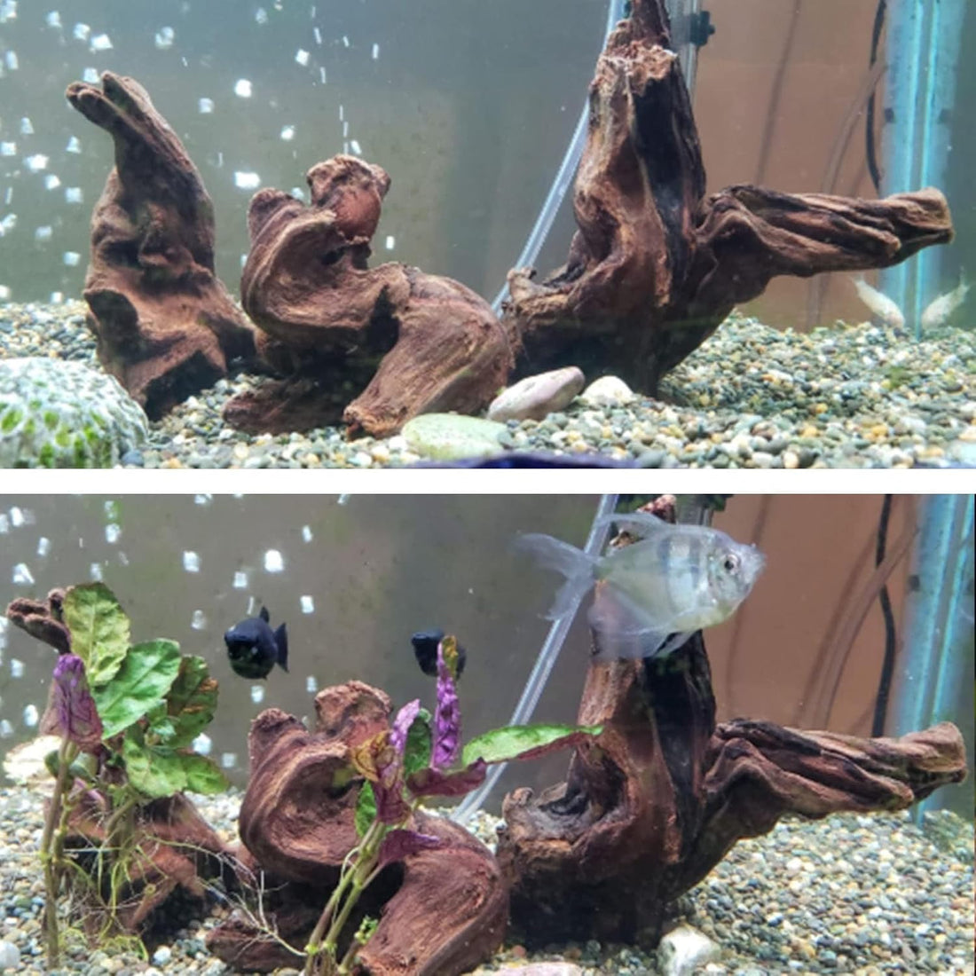 Hamiledyi Aquarium Driftwood 3PCS Natural Trunk Driftwood Assorted