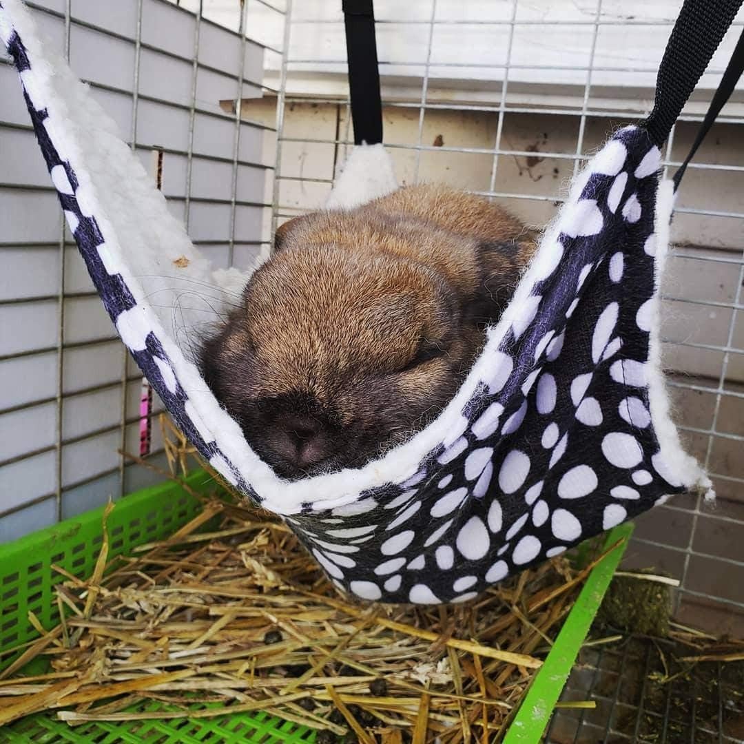 AKIRO for Kitten Cat Cage Cage Hammock
