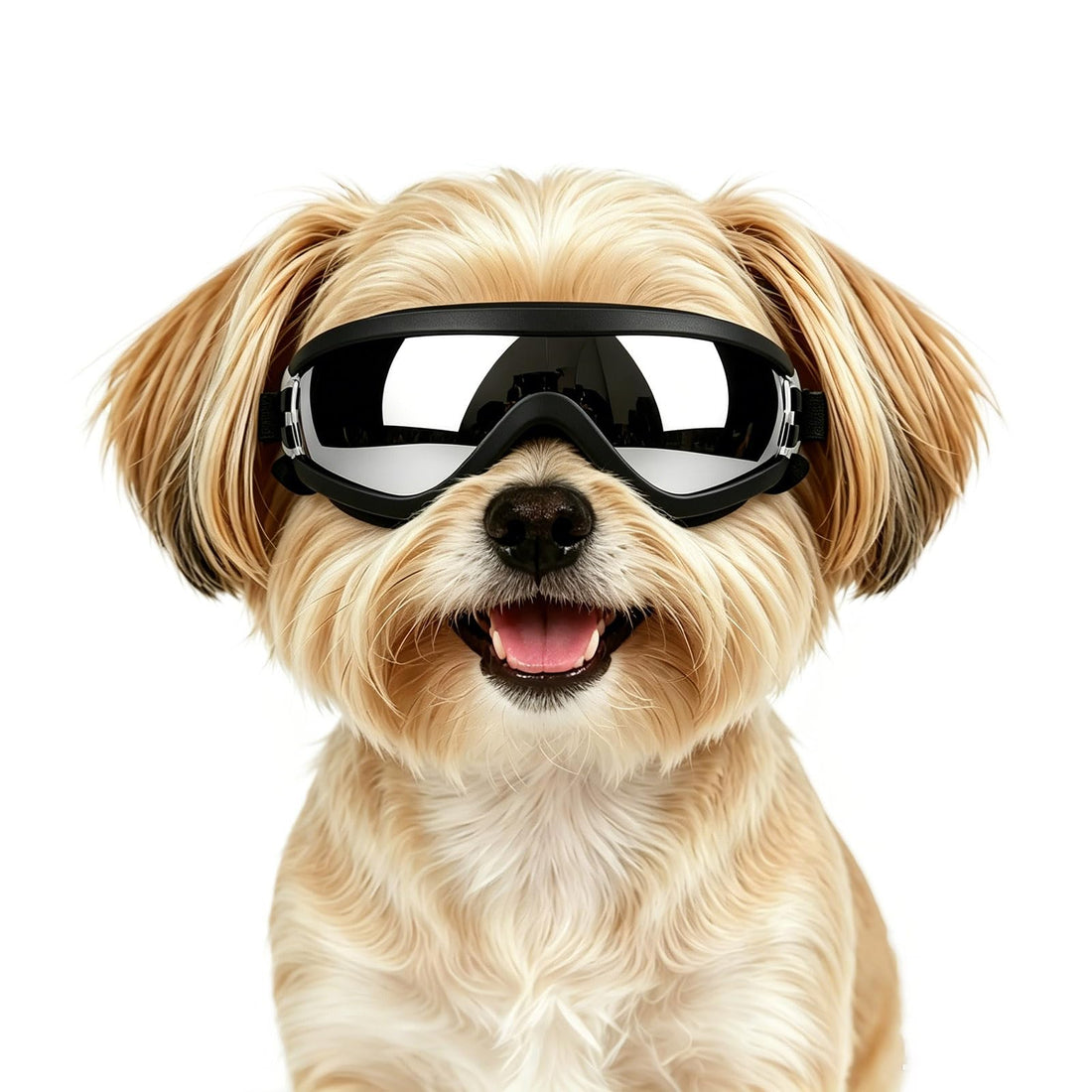 Enjoying Dog Sunglasses for Small Dogs