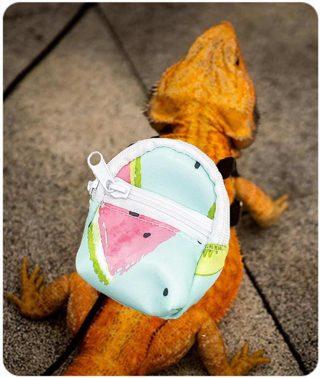 Bearded Dragon Backpack Carrier,Reptile Portable Backpack Carrier