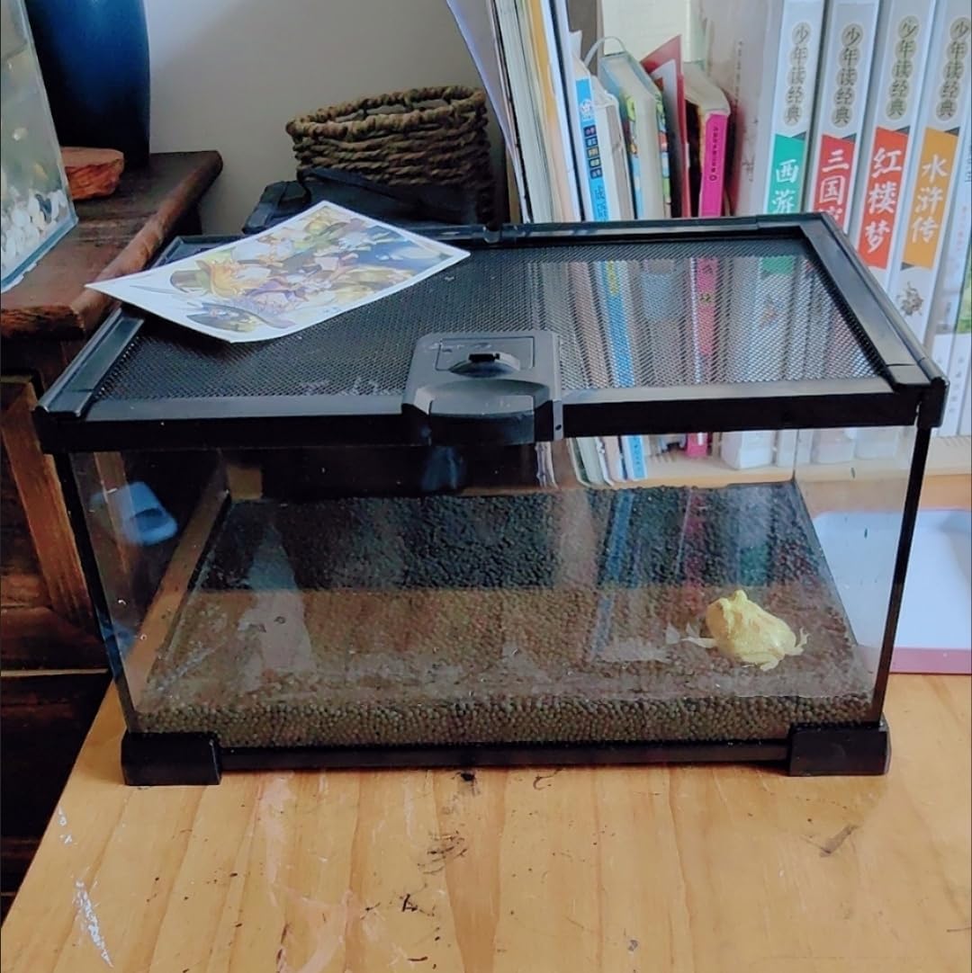 AWXZOM Mini Reptile Glass Terrarium Tank