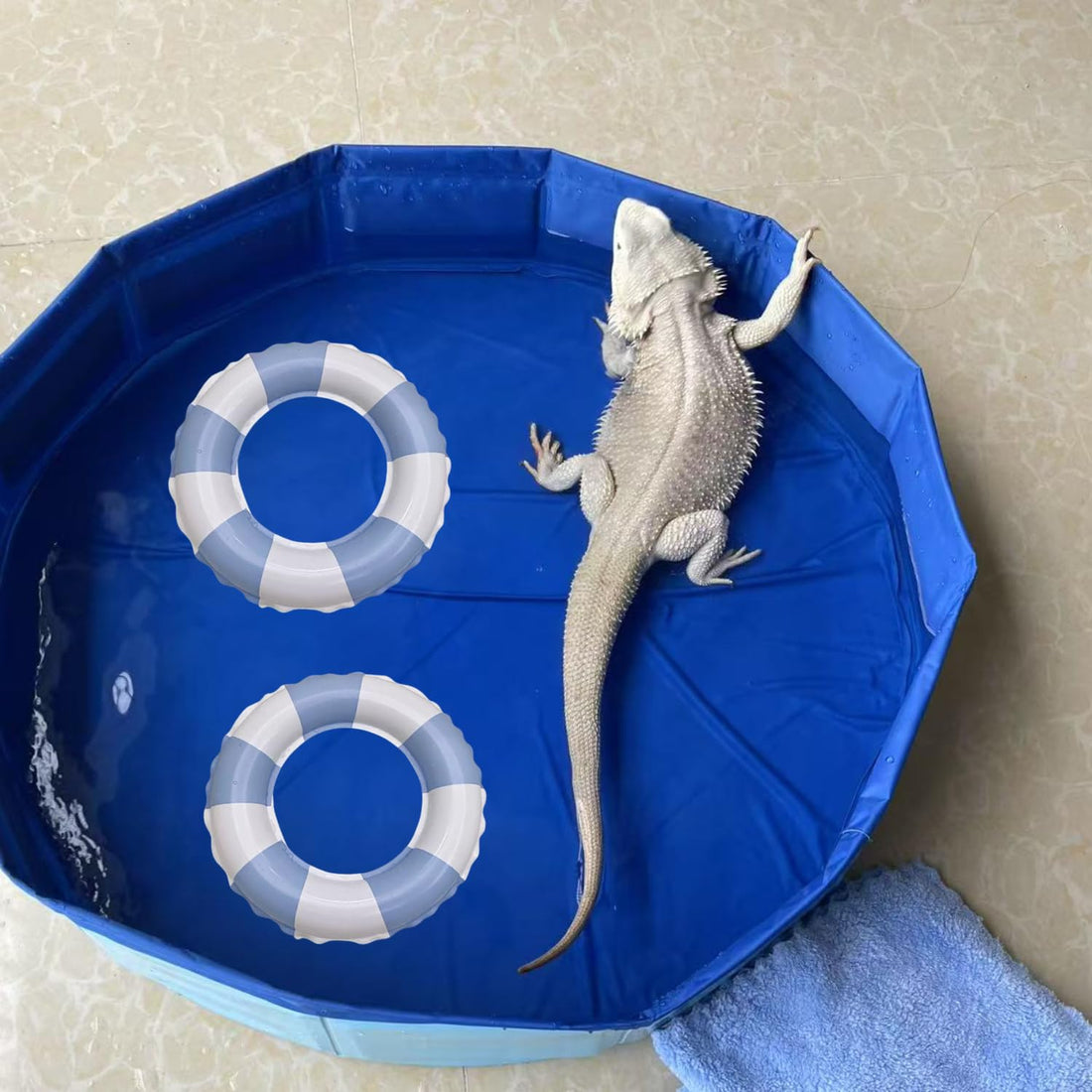 Foldable Bearded Dragon Bathtub with 2Pcs Reptile Mini Swimming Rings