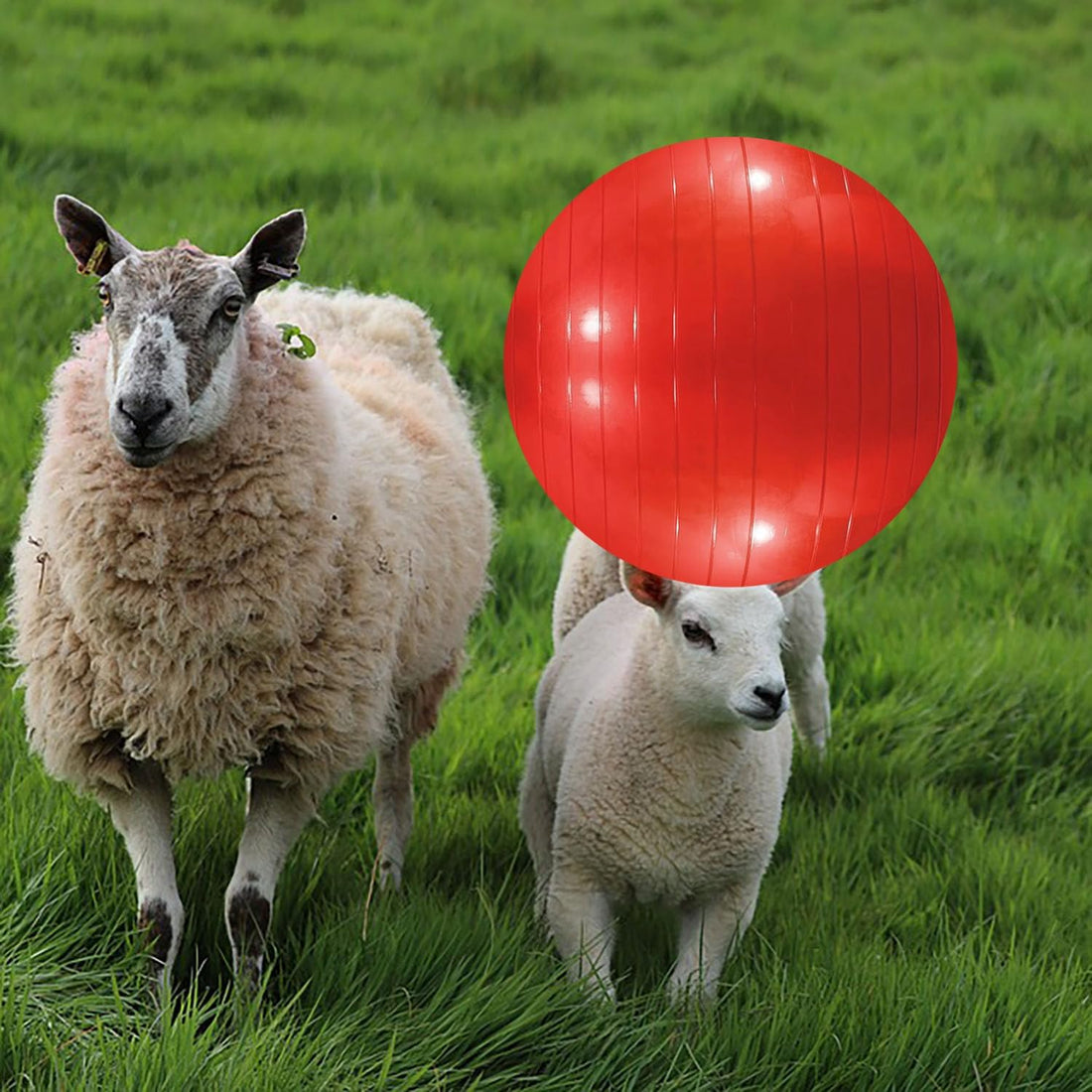 3 Pieces Pet Goat Ball Lamb Toy Horse Ball Dog Training Exercise Ball