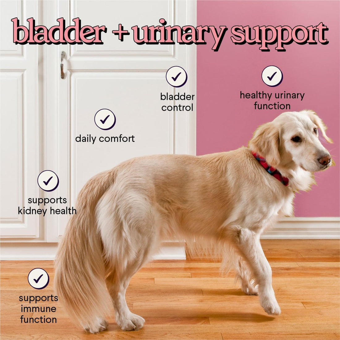 Cranberry Supplement for Dogs UTI