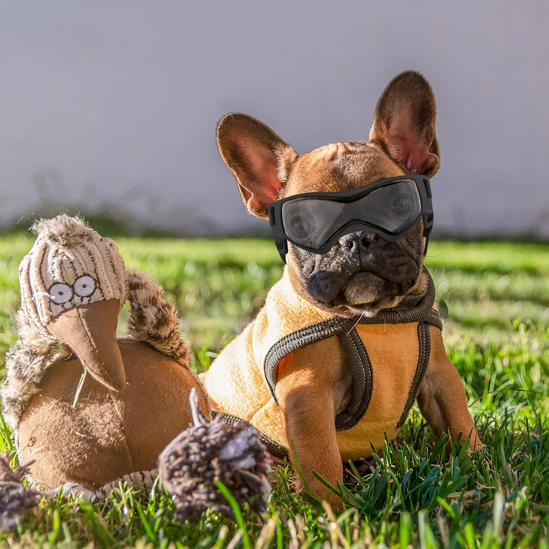 QUMY Dog Goggles Small Medium Breed Dog Sunglasses UV Protection