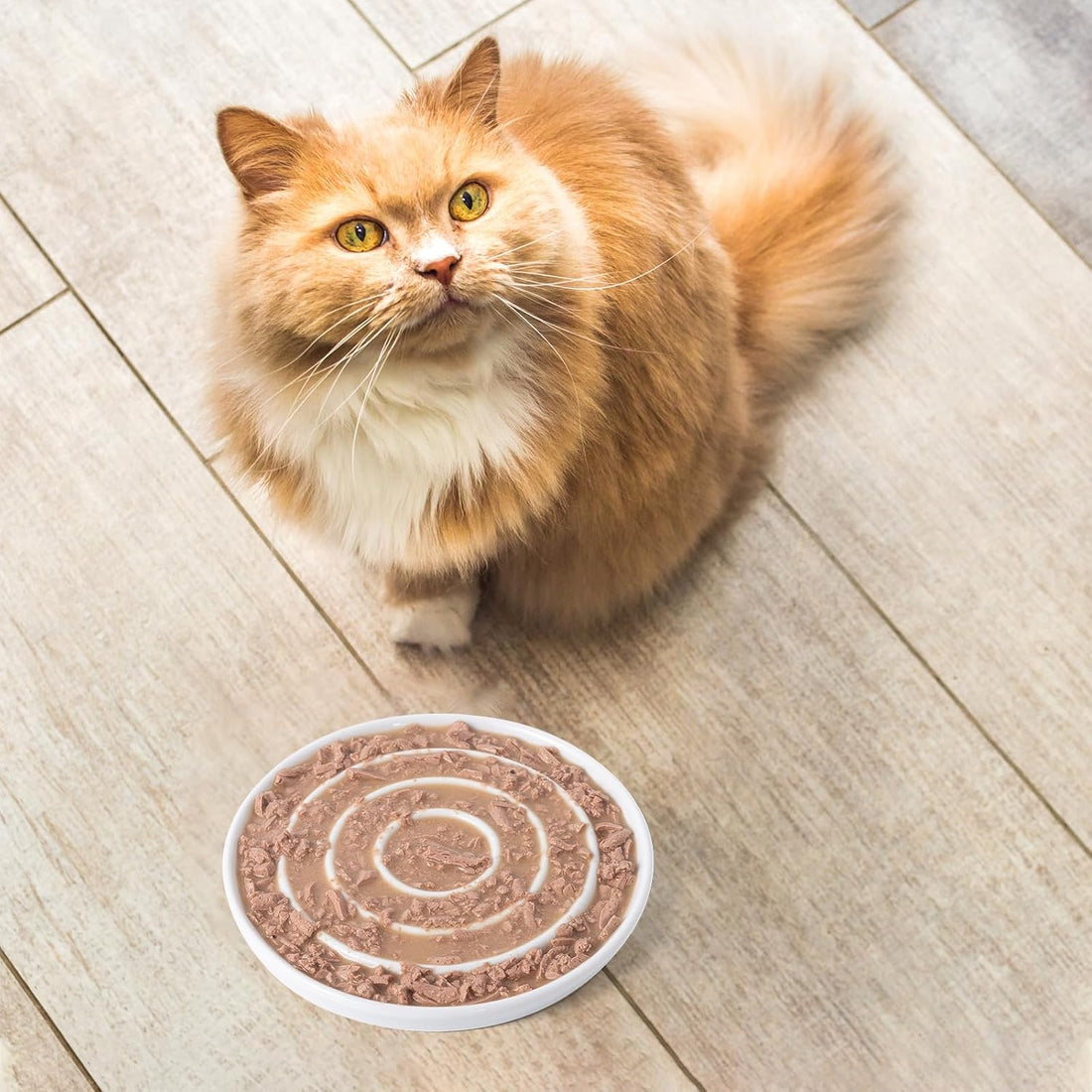 Ceramic Cat Slow Feeder,Shallow and Wide Opening Dish for Whisker