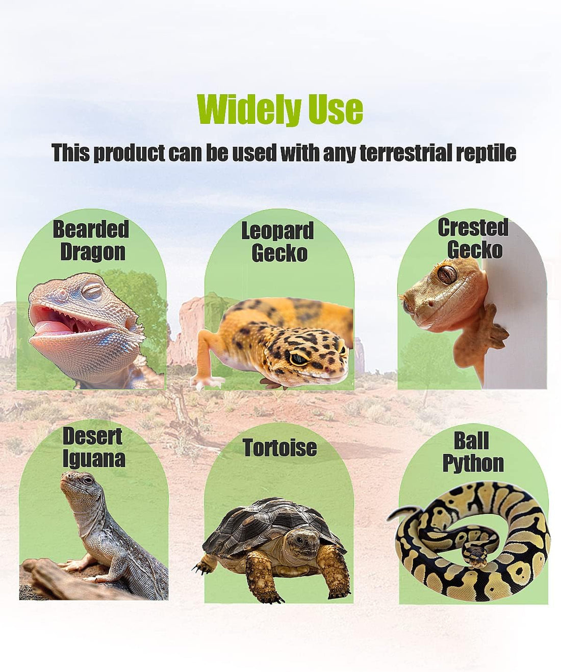Bearded Dragon Tank Accessories