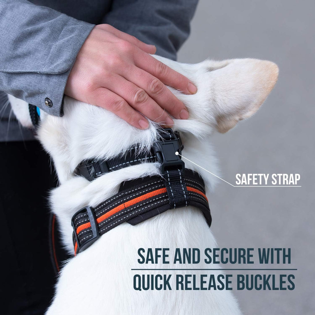 GoodBoy Dog Head Halter with Safety Strap