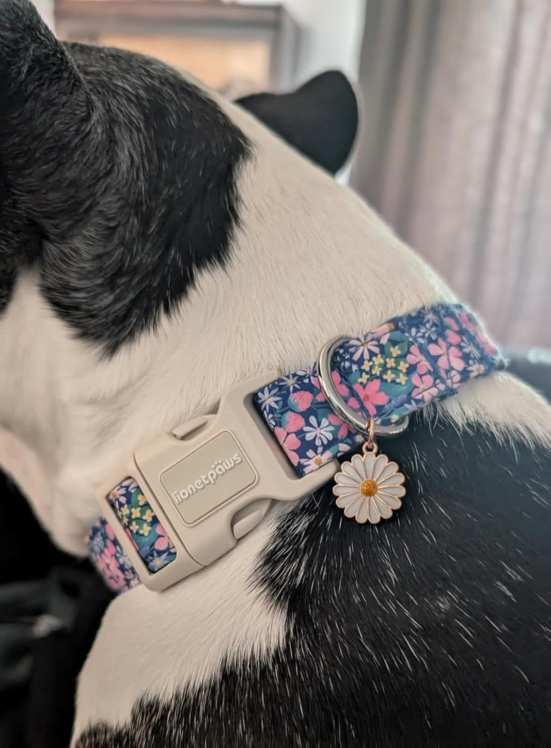 Lionet Paws Floral Dog Collar- Cute Spring Wildflowers Daisy Fleabane