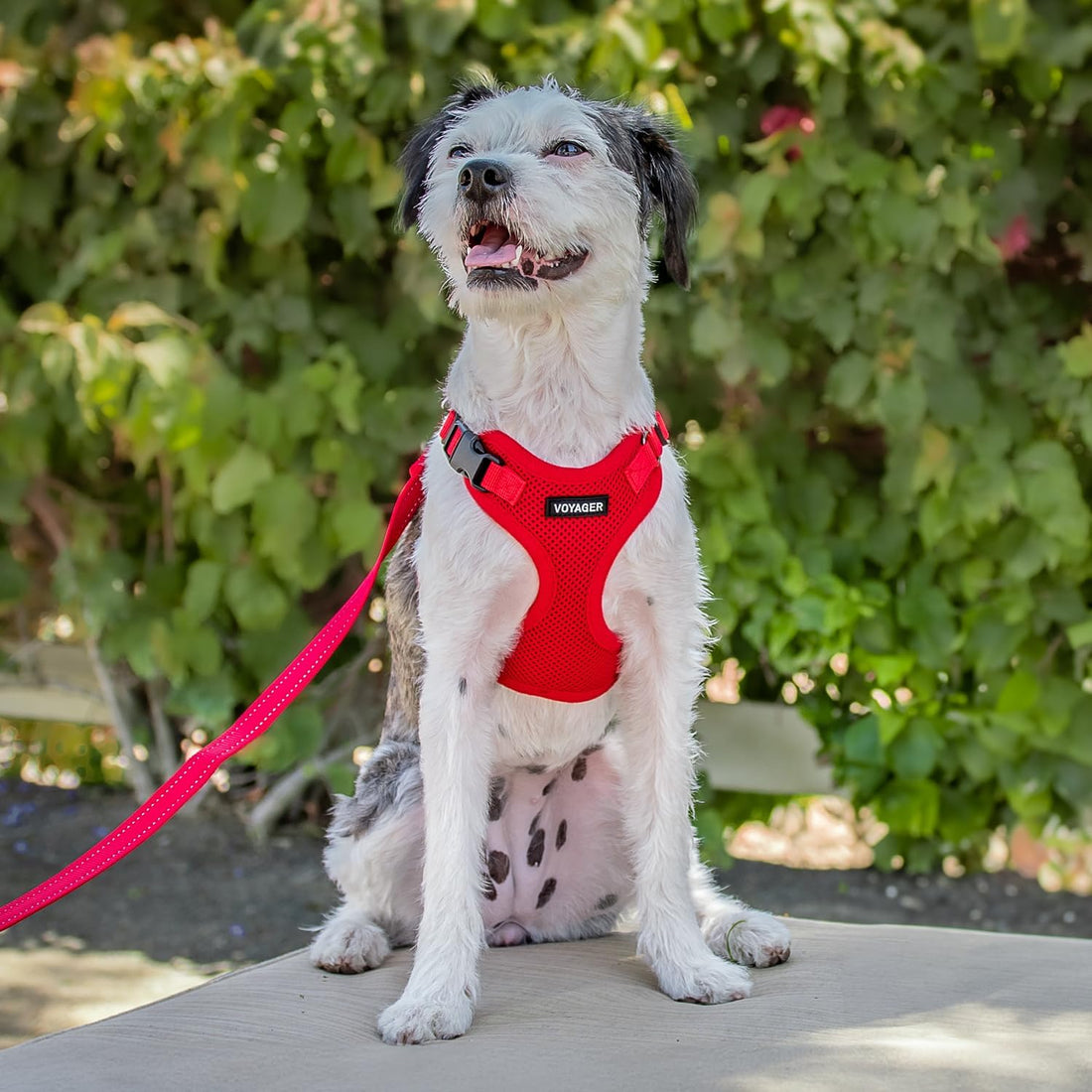 Voyager Step-in Lock Dog Harness - Red, Medium