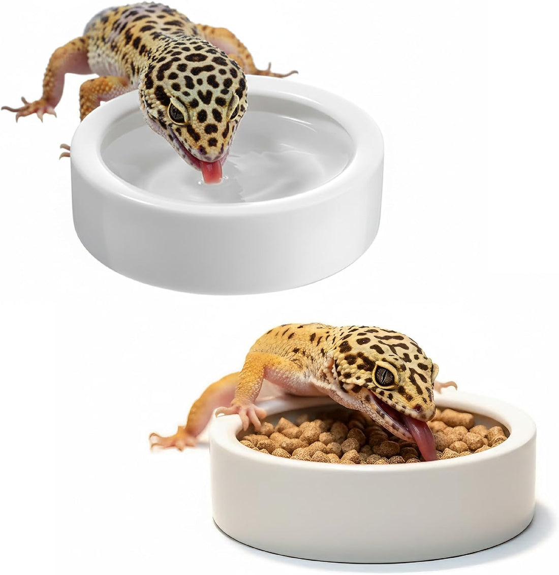 Escape-Proof Reptile Food Dish Bowl