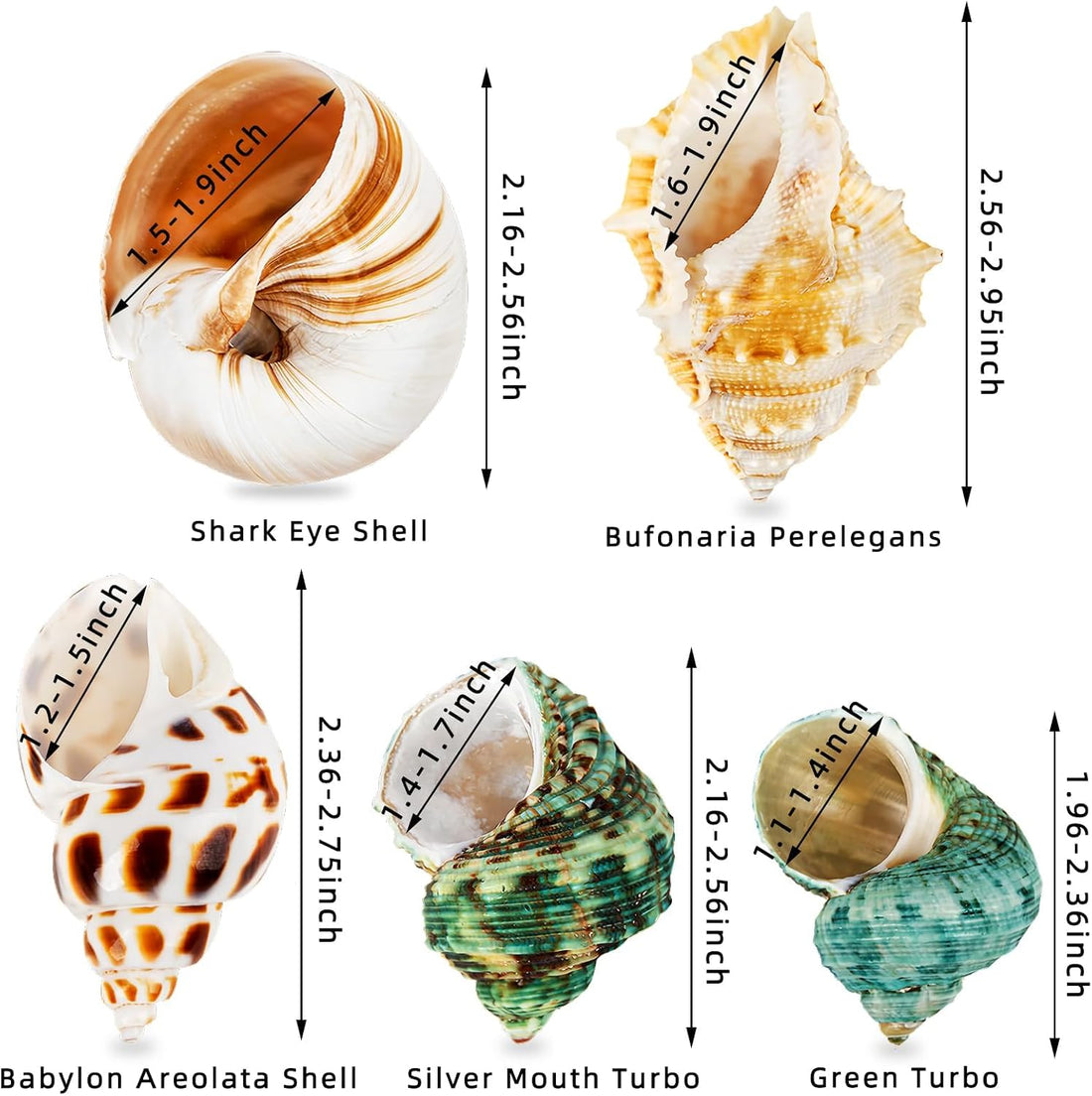 5PCS Hermit Crab Shells | Natural Sea Conch Size 2.1" - 2.8"