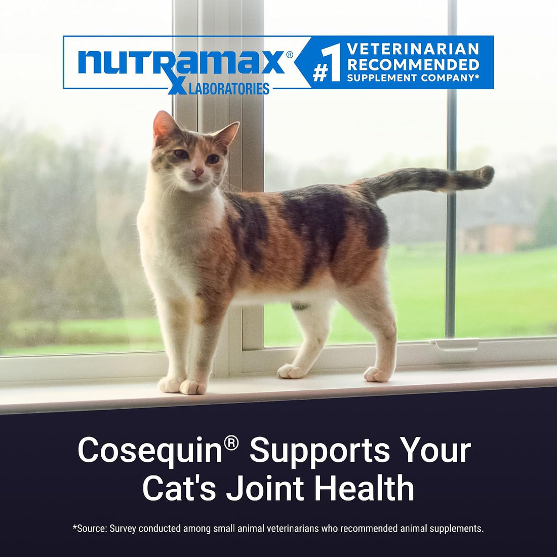 Nutramax Cosequin for Cats Joint Health Supplement