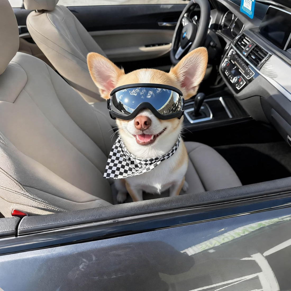 Enjoying Dog Sunglasses for Small Dogs