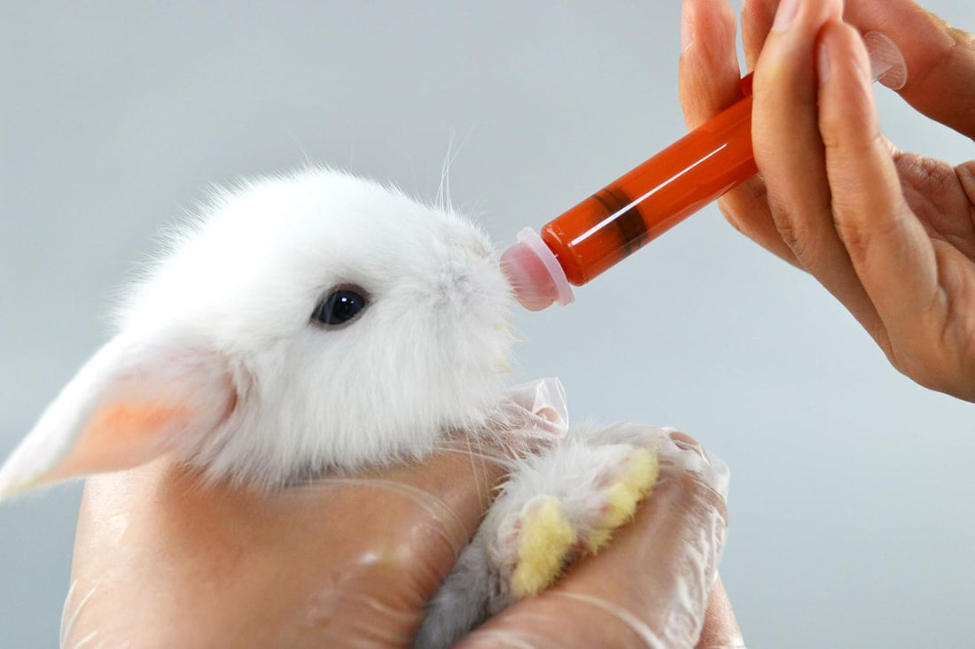 Kitten Bottles for Nursing. Pet Puppy Bottles. Dog and cat and Wild