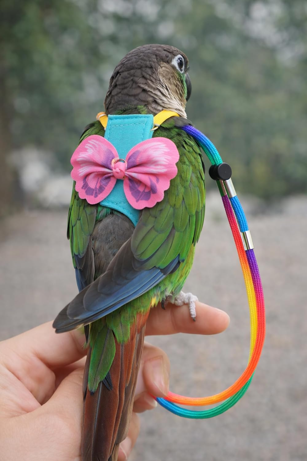 Parrot Diaper Harness with Leash Set for Small/Medium Bird (Size M)