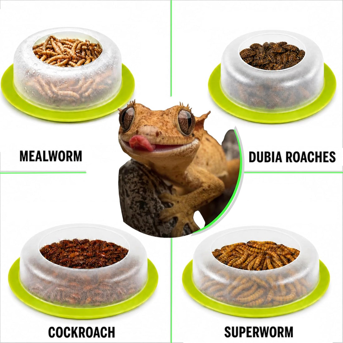 BETTERDAY Reptile Food Dish, Anti-Escape Feeder Bowl, Large 1-Pack