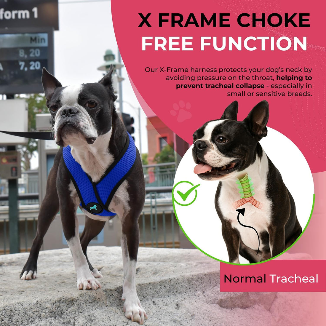 Gooby Comfort X Head-in Dog Harness, Choke-Free, Blue, Medium