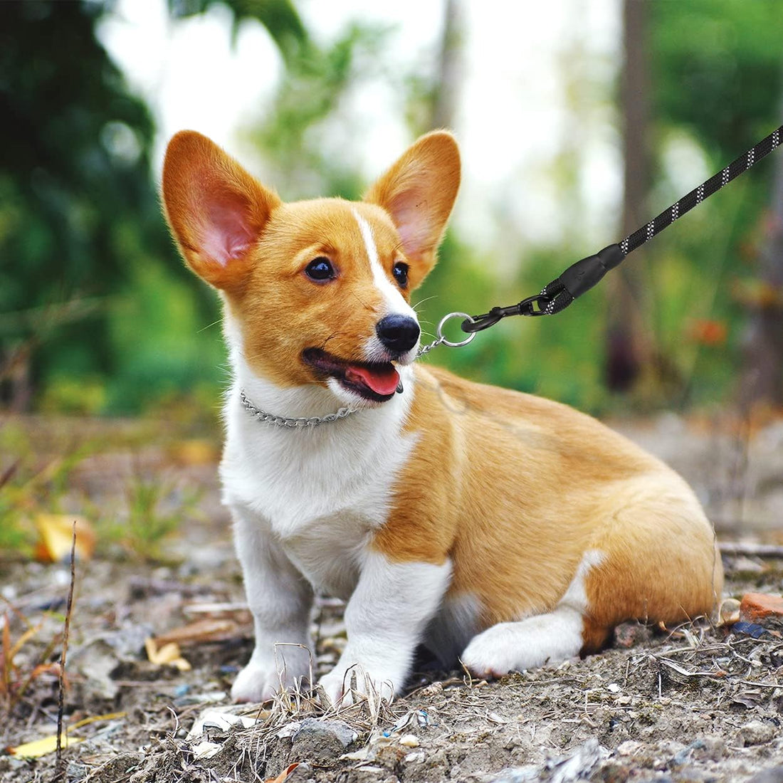 TagME Chain Choke Collar for Dogs